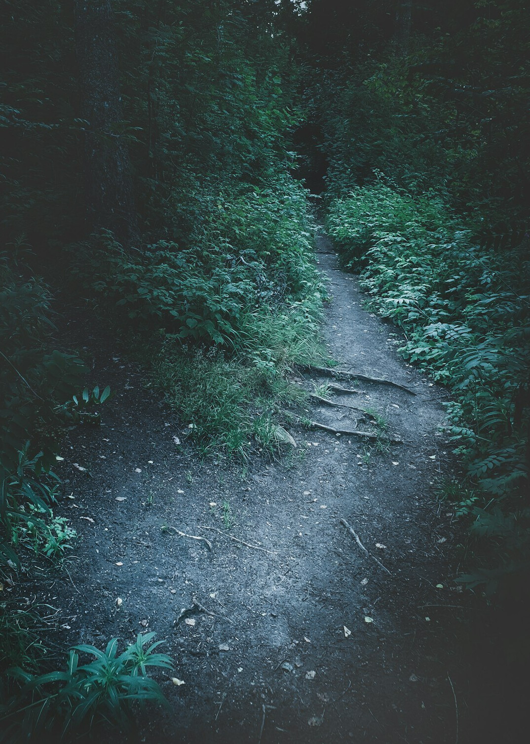 dark forest path at night
